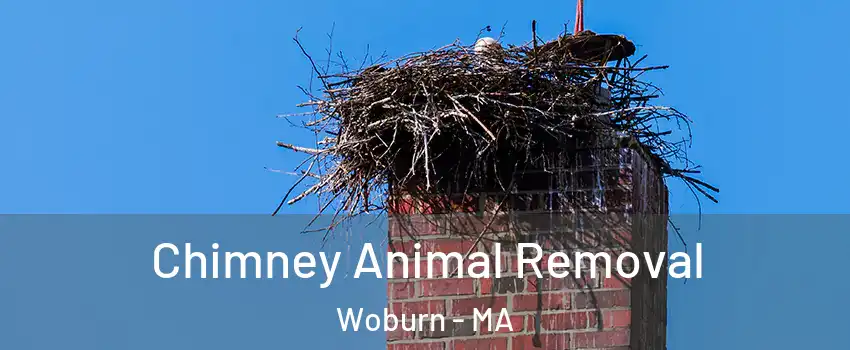 Chimney Animal Removal Woburn - MA