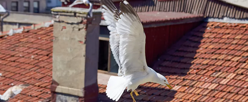 Residential Chimney Animal Removal Solution in Woburn, MA