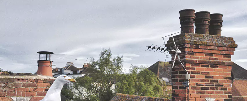 Chimney Cleaning And Restoration in Woburn, Massachusetts